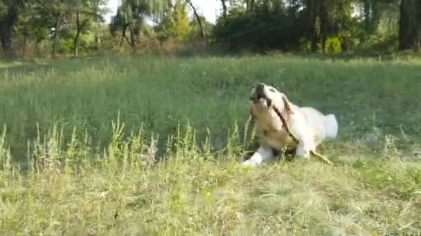 Labrador ou golden retriever comer pau de madeira ao ar livre. Mastigar animais e morder um pau na natureza. Um cão a brincar lá fora. Paisagem de verão no fundo. Fechar — Vídeo de Stock