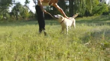 Genç adam ve doğa açık oynayan köpek. Labrador veya altın geri almak ve onun erkek sahip yeşil çayır, birlikte vakit geçirmek. Adam okşayarak evcil hayvan. Yakın çekim