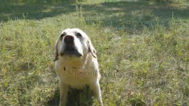 Köpek doğurmak labrador retriever yeşil çim ve kabuk üzerinde oturur. Evcil hayvan eğitim. Yakın çekim