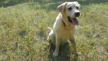 Köpek doğurmak labrador retriever yeşil çim ve kabuk üzerinde oturur. Evcil hayvan eğitim. Yakın çekim