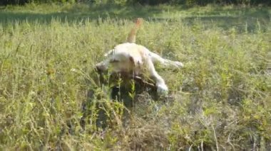 Labrador veya tahta sopa açık yeme altın geri almak. Hayvan çiğnemek ve doğa bir sopa ısırma. Dışarıda oynayan köpek. Arka plan yaz manzaraya. Namlu yakın çekim