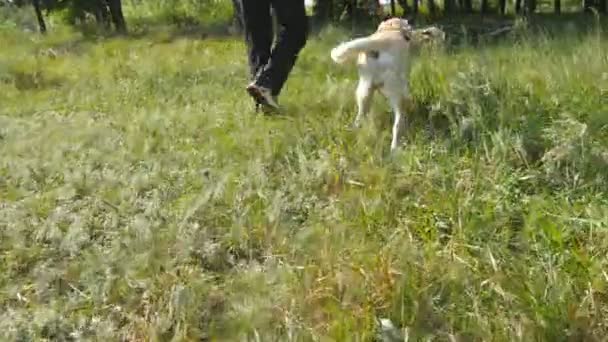 Νέος άνθρωπος και σκύλος παίζει με ξύλινα stick εξωτερική φύση. Λαμπραντόρ ή χρυσόs retriever και τον ιδιοκτήτη του αρσενικό περνούν χρόνο μαζί στο πράσινο λιβάδι. Τύπος και κατοικίδιων ζώων. Κοντινό πλάνο — Αρχείο Βίντεο