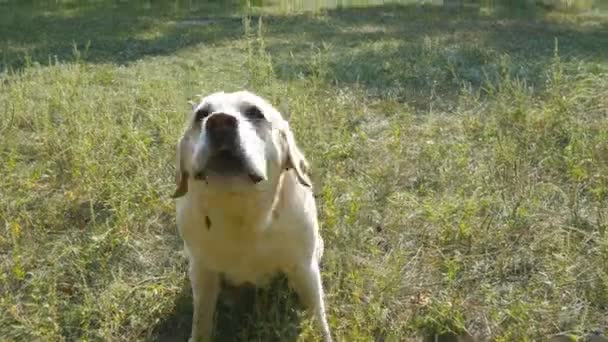 El perro de raza labrador retriever se sienta sobre hierba verde y ladra. Entrenamiento de animales domésticos. De cerca. — Vídeos de Stock