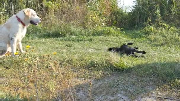 Dos perros corriendo y jugando juntos en hierba verde en la naturaleza al aire libre. Animales domésticos peleando afuera. De cerca. — Vídeos de Stock