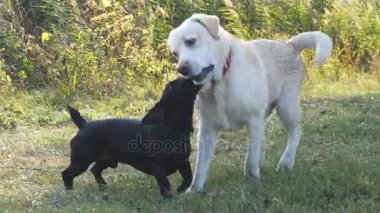 İki çalışan ve birlikte açık doğa, yeşil çimenlerin üzerinde oynayan köpekler. Evcil hayvanlar dışında mücadele. Yakın çekim