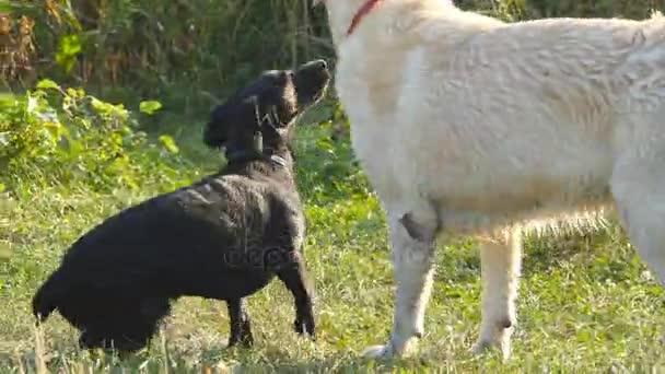 Twee honden lopen en spelen samen op groen gras op de natuur buiten. Gedomesticeerde dieren vechten buiten. Close-up — Stockvideo