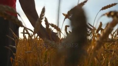 Erkek el sahada büyüyen buğday üzerinde hareket. Alan olgun arpa ve buğday yaz alanında dokunmadan el mans. Buğday alanı yürüyen adam buğday dokunmadan günbatımında gönderiyor. Yavaş mo