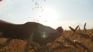 Adam boşalan olgun buğday günbatımında altın taneleri eller. Yeni hasat alan, üzerinde bir erkek elinde buğday tahıl. Gıda üretimi, tahıl kültür, kırsal manzara. Slowmotion, slowmo