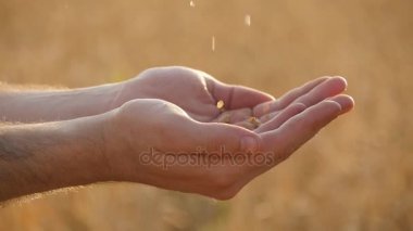 Adam boşalan olgun buğday günbatımında altın taneleri eller. Yeni hasat alan, üzerinde bir erkek elinde buğday tahıl. Gıda üretimi, tahıl kültür, kırsal manzara. Slowmotion, slowmo