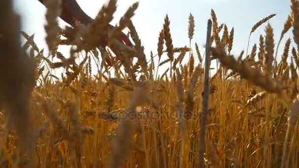 Mano masculina moviéndose sobre el trigo creciendo en el campo. Joven corriendo por el campo de trigo, vista trasera. Hombre caminando por el campo de trigo, tocando espigas de trigo al atardecer. Lento mo — Vídeo de stock