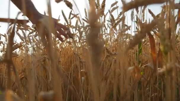 Чоловіча рука рухається над пшеницею, що росте на полі. Поле стиглої зерна і руки чоловіка торкається пшениці в літньому полі. Чоловік проходить через пшеничне поле, торкаючись пшеничних шипів на заході сонця. Повільний mo — стокове відео
