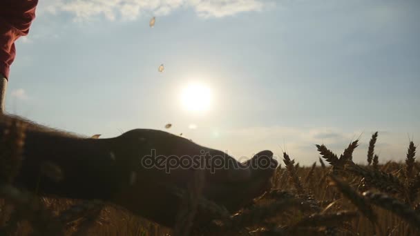 Man hands pouring ripe wheat golden grains at sunset. Wheat grain in a male hand over new harvest at field. Food Production, cereal culture, countryside scenery. Slowmotion, slowmo — Stock Video
