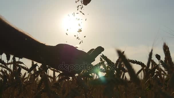 男人手浇注成熟小麦金黄谷物在日落时分。小麦籽粒在男性手中接收新的收获，在字段中。食品生产、 麦片粥文化、 农村风光。慢动作 slowmo — 图库视频影像
