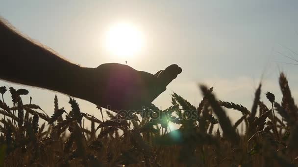 Mãos de homem derramando grãos dourados de trigo maduro ao pôr do sol. Grão de trigo em uma mão masculina sobre nova colheita no campo. Produção de alimentos, cultura de cereais, paisagem rural. Devagar, devagar. — Vídeo de Stock