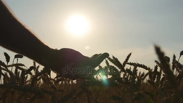 Manos de hombre vertiendo granos de oro de trigo maduro al atardecer. Grano de trigo en una mano masculina sobre la nueva cosecha en el campo. Producción de alimentos, cultivo de cereales, paisaje rural. Lento, lento. — Vídeo de stock