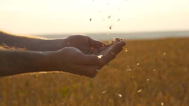 Человек руки льет спелых пшеничных золотых зерен на закате. Пшеничное зерно в мужской руке над новым урожаем на поле. Производство продуктов питания, зерновая культура, сельские пейзажи. Медленно, медленно. — стоковое видео