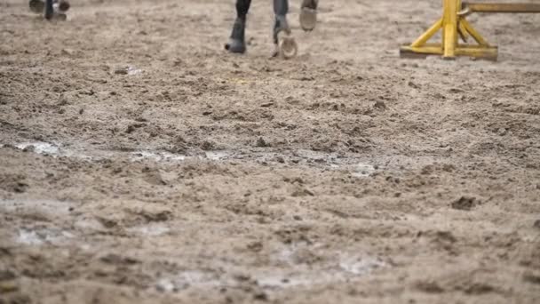 Les pieds des chevaux courent sur la boue. Mouvement lent — Video