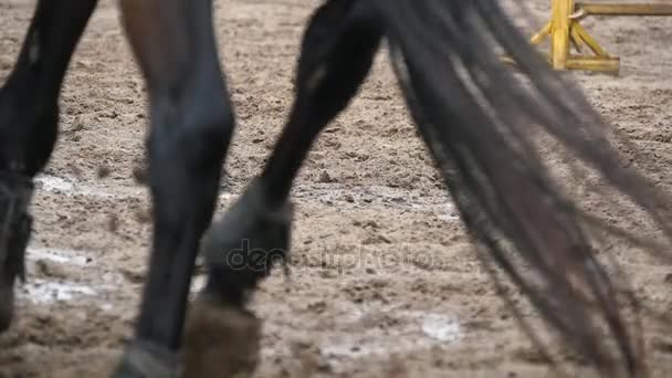 Nohy koně běží na blátě. Pomalé mo — Stock video