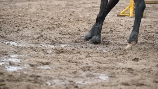 Pies de caballo corriendo sobre barro. Lento mo — Vídeo de stock