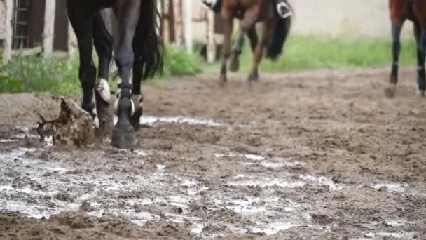 Fötter av hästar körs på lera. Slow motion — Stockvideo