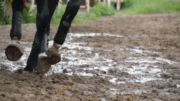 Fötter av häst körs på lera. Långsamma mo — Stockvideo