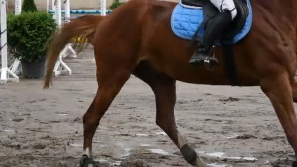 Corpo de cavalo de corrida. Movimento lento — Vídeo de Stock