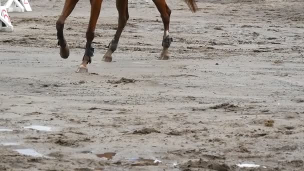 Pie de caballo corriendo sobre barro. Primer plano de las piernas galopando en el suelo mojado y fangoso. Movimiento lento — Vídeo de stock