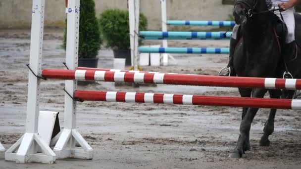 Primer plano de los pies de caballo. Caballo corre sobre la arena y salta a través de una barrera. Movimiento lento — Vídeos de Stock