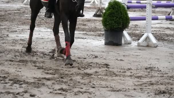 Foten av häst körs på lera. Närbild av ben som galopperar på våta leriga marken. Slow motion — Stockvideo