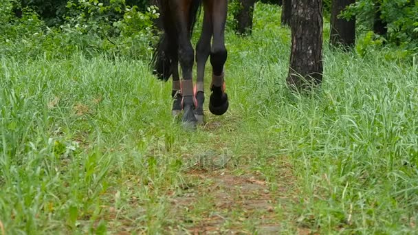 Pernas de passeio de cavalo na grama verde como ele se aproxima em câmera lenta . — Vídeo de Stock