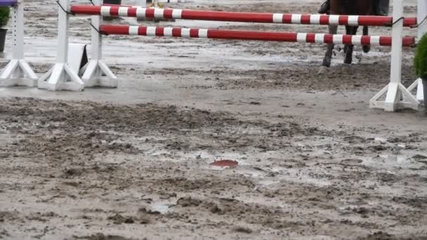 Avvicinamento delle zampe di cavallo. Cavallo corre sulla sabbia e salta attraverso una barriera. Rallentatore — Video Stock