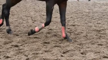 Ayak çamur üzerinde çalışan at. Islak çamurlu zeminde dörtnala bacak kapatın. Ağır çekim