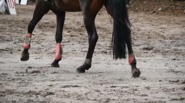 Ayak çamur üzerinde yürüyen at. Islak çamurlu yere kadar tekme yürüyüş bacak kapatın. Ağır çekim