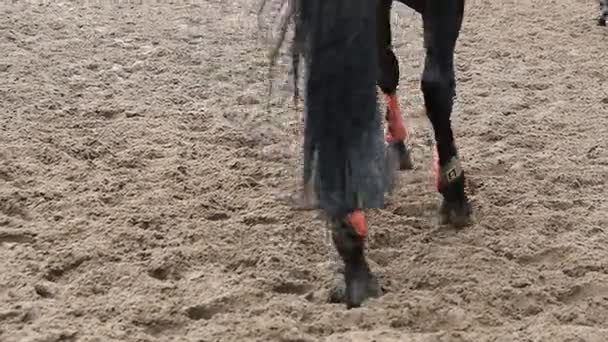 Pie de caballo corriendo sobre barro. Primer plano de las piernas galopando en el suelo mojado y fangoso. Movimiento lento — Vídeos de Stock