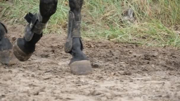 Piede di cavallo che cammina sul fango. Primo piano delle gambe che camminano scalciando il terreno fangoso bagnato. Rallentatore — Video Stock