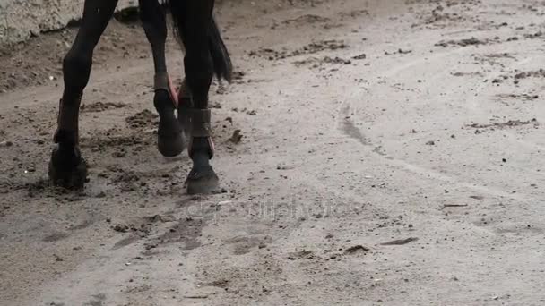 Piede di cavallo che cammina sul fango. Primo piano delle gambe che camminano scalciando il terreno fangoso bagnato. Rallentatore — Video Stock