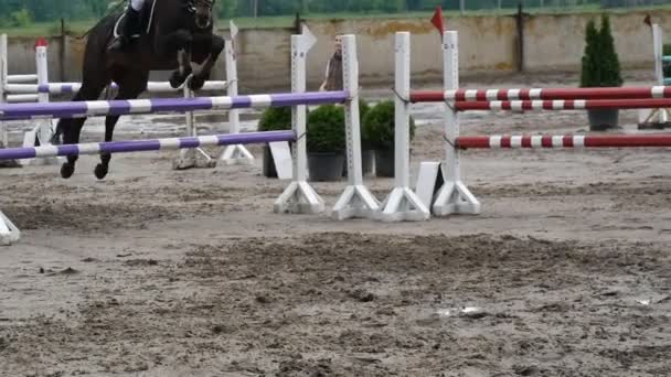 Jóquei feminino profissional monta a cavalo. Cavalo está galopando e pulando através de uma barreira na competição — Vídeo de Stock