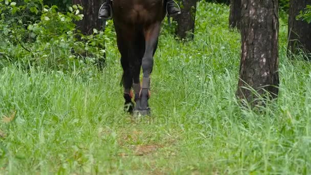 Beine des Pferdes gehen im grünen Gras, als es sich nähert — Stockvideo