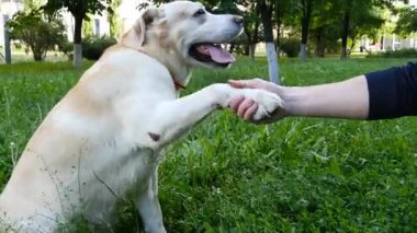 Köpek doğurmak labrador yeşil çimenlerin üzerinde oturan ve bir pençe onun sahibine vererek geri almak