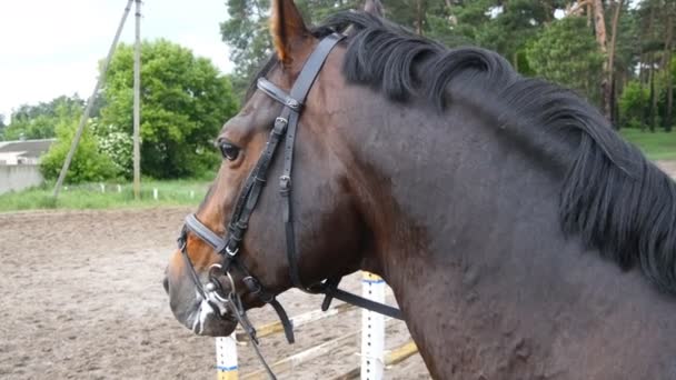 Paarden hoofd met hoofdstel. Paard gezicht en ogen in close-up met oog en mane detail — Stockvideo