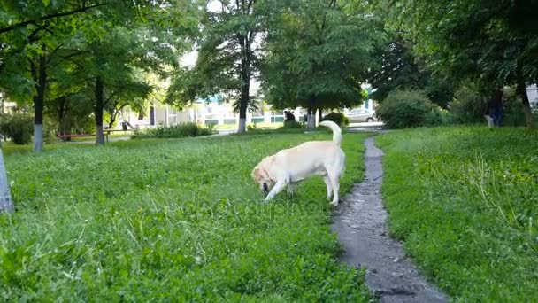 Beautiful active dog chewing stick in the park. Labrador playing in the green grass on the lawn with a wooden stick — Stock Video