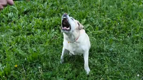 Hondenras labrador retriever zit op het groene gras en blaffen en horen coach opdracht buitenshuis — Stockvideo