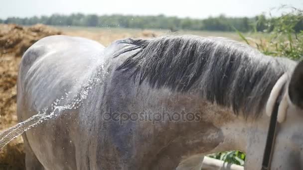 Joven limpiando el caballo por una manguera con chorro de agua al aire libre. Caballo limpiándose. Tipo limpiando el cuerpo del caballo. Lento, primer plano — Vídeos de Stock