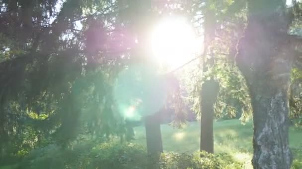 Seguimiento de disparo en un bosque caducifolio grueso. Sol brillando a través del árbol. Bosque con rayos de sol brillando. Rayos de sol la luz brilla a través de árboles y ramas de bosque caducifolio — Vídeo de stock