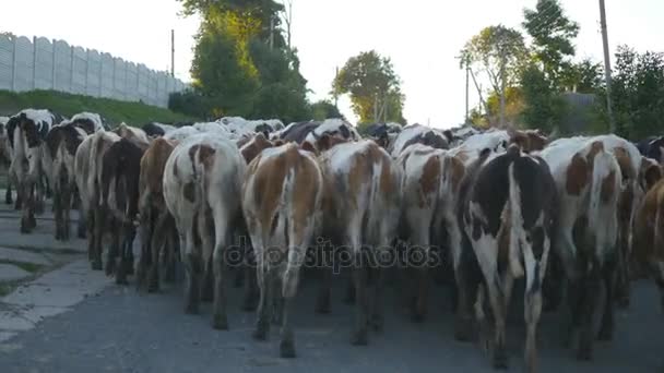 Vacas caminando por la calle en el pueblo. Manada de vacas. Vista trasera trasera — Vídeos de Stock