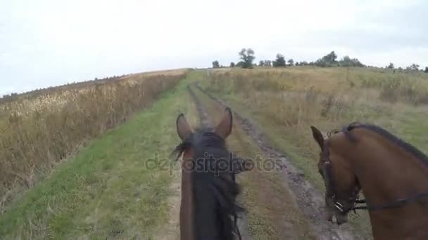 Vista in prima persona di andare a cavallo. Punto di vista di cavaliere che cammina a stallone a natura. Mozione di voto. Da vicino. — Video Stock