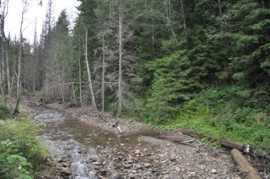 Ormandaki dağ nehri