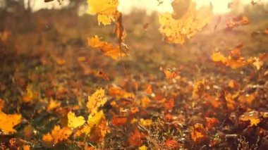 Sonbahar yaprakları yavaş çekimde düşüyor ve güneş yaprakların arasından parlıyor. Güzel manzara arkaplanı