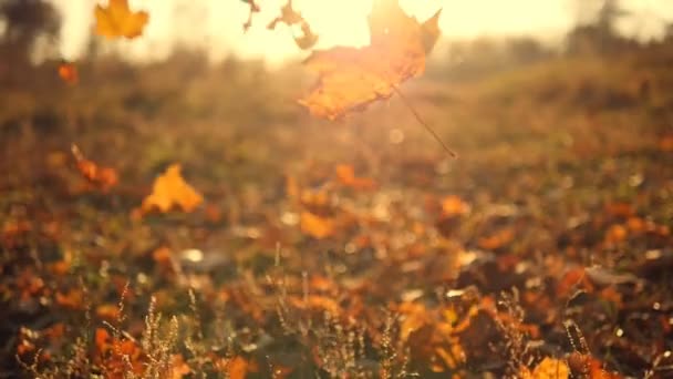 Sonbahar yaprakları yavaş çekimde düşüyor ve güneş yaprakların arasından parlıyor. Güzel manzara arkaplanı — Stok video