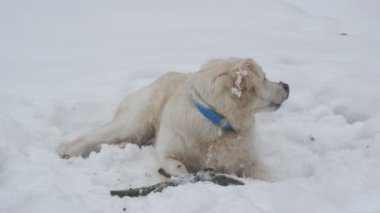 Köpek karda yalan ve zaman geçirmekten hoşlanıyor